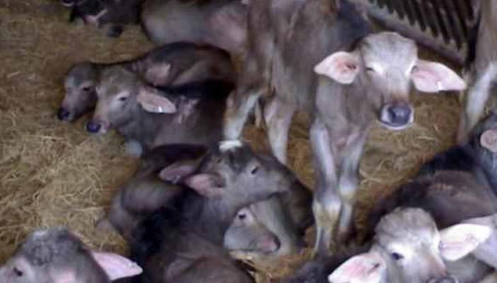 البيطرية : حظر ذبح العجول البتلو بدءًا من اليوم