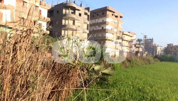 التعدي على الأراضي الزراعية بطنطا.. أزمة بلا حل