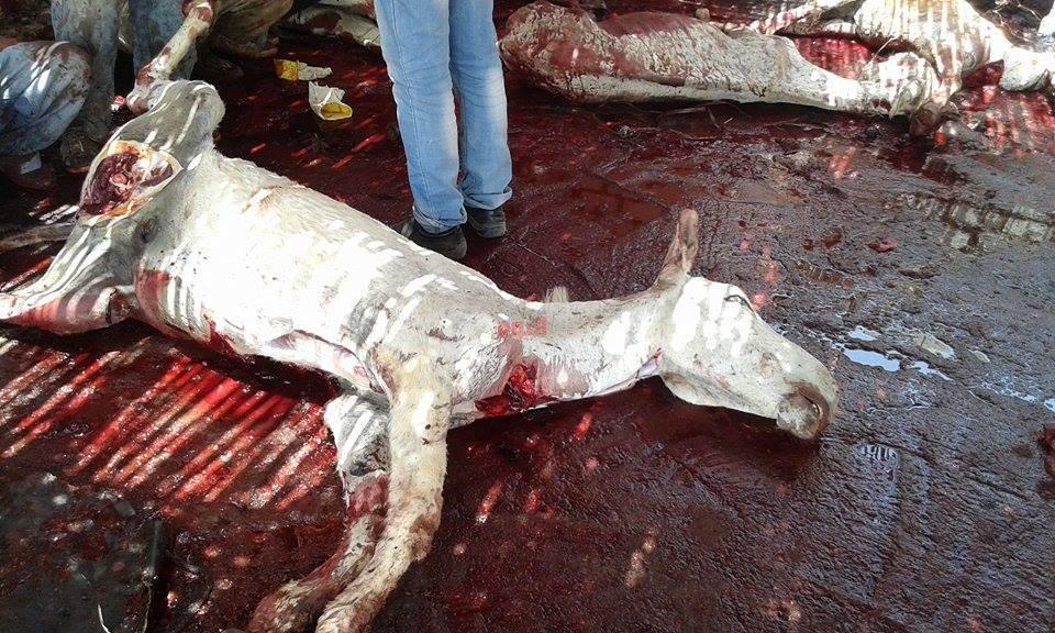 بالفيديو.. جزار يذبح “الحمير”أمام  محله بالفيوم والكيلو بـ45 جنيهًا