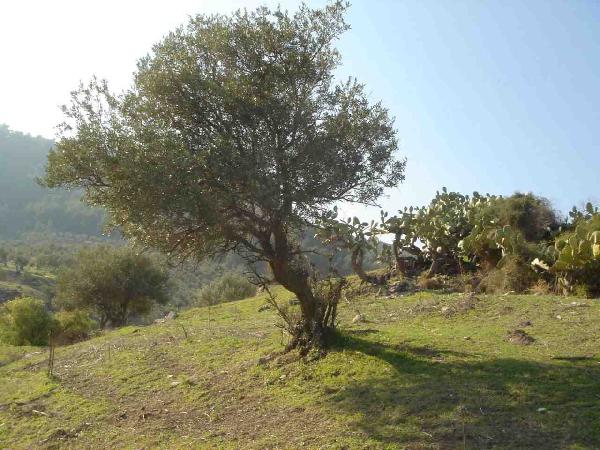 “بيت الصحافة” تزرع شجرة زيتون لكل صحفي قتل بغزة