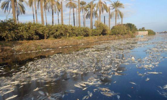 بالصور.. نفوق أطنان من الأسماك في مياه النيل ببسيون