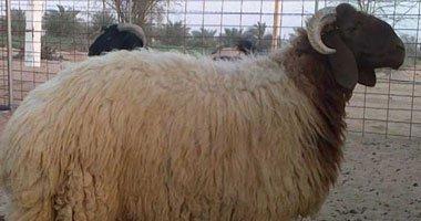 المجمعات الاستهلاكية : طرح خروف العيد بالتقسيط على 5 أشهر