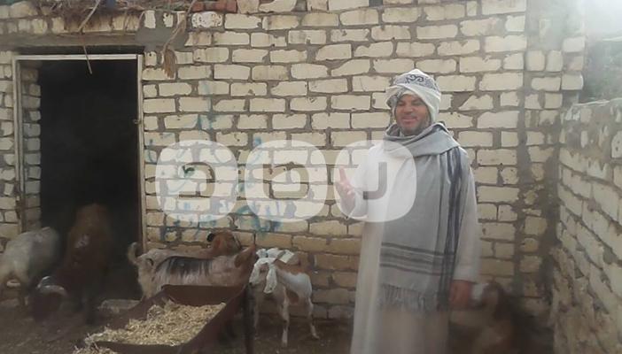 بمناسبة اقتراب العيد.. كل ما تريد معرفته عن أسعار ومواصفات الأضحية