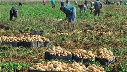 بسبب مياه المجاري.. العالم يغلق أبوابه أمام المحاصيل المصرية