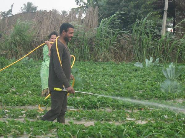 الأسمدة والكيماويات.. مشكلة تؤرق الفلاح المصري