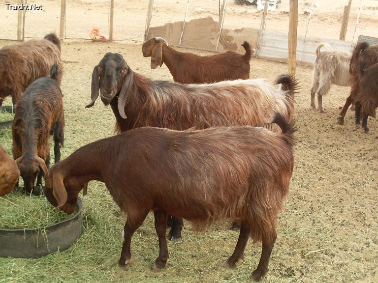 “شعبة القصابين” تتوقع ارتفاع كيلو الضاني إلى 100جنيه