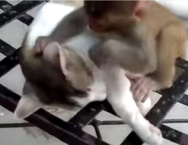 فيديو | قرد رضيع يستفز قطة تحاول النوم