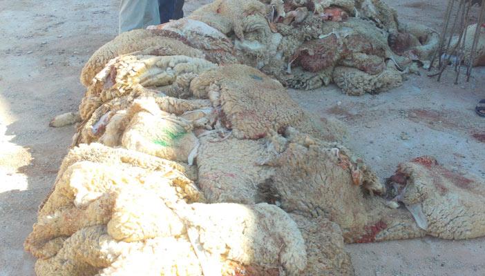 “بورسعيد” تناشد المواطنين التبرع بجلود الأضاحي من أجل مرضى فيروس “سي”