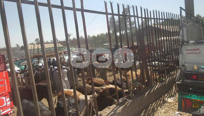 نيران الأسعار تشعل سوق الأضاحي بأسيوط .. ومواطنون: “مش هندبح”