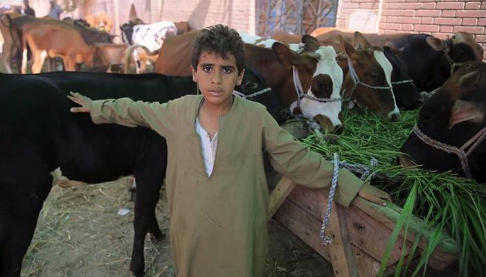 بالصور.. شاهد أسواق الأضاحي في مصر