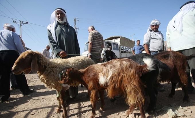 قطر لمواطنيها: احذروا الغش أثناء شراء الأضحية
