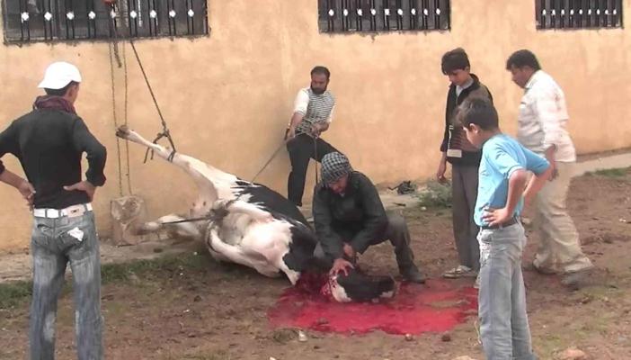 الغرفة التجارية: 30% انخفاضًا في الأضاحي بسبب ارتفاع أسعار اللحوم