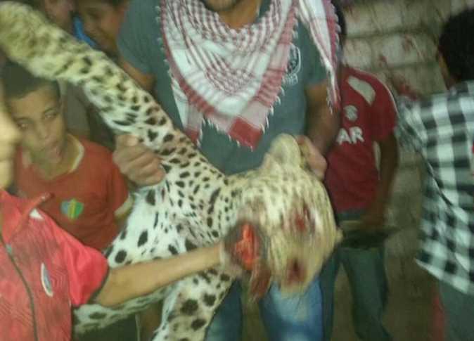 بالفيديو والصور.. القصة الكاملة لإلتهام نمر طفلة صغيرة في العياط