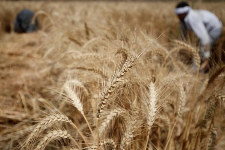 رويترز: الارتباك في إدارة ملف إستيراد القمح يغضب التجار