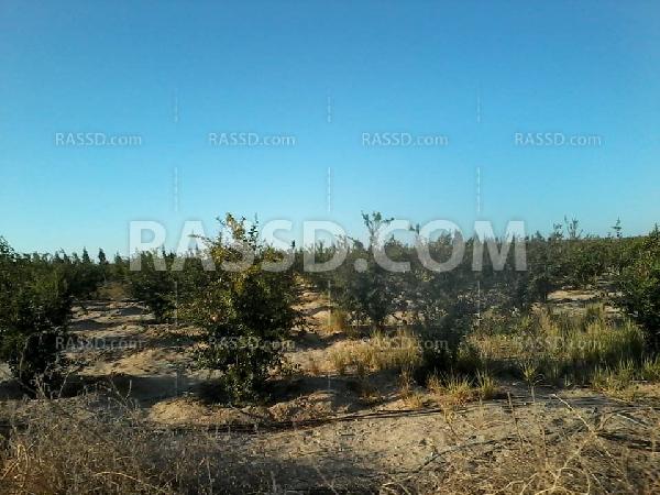 الأراضي الزراعية بدلجا .. بلا ماء