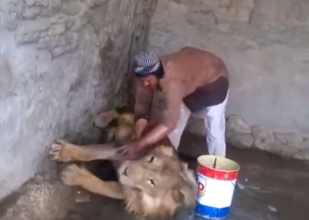 فيديو|شاب يمني يغسل أسد “بجردل وليفة”