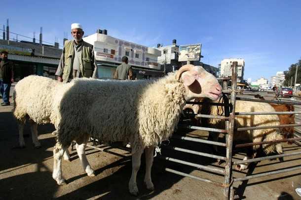 الغلاء يقضي علي “الأضحية” بالعيد