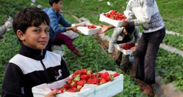 لأول مرة منذ الحرب الأخيرة..غزة تعاود تصدير محاصيلها