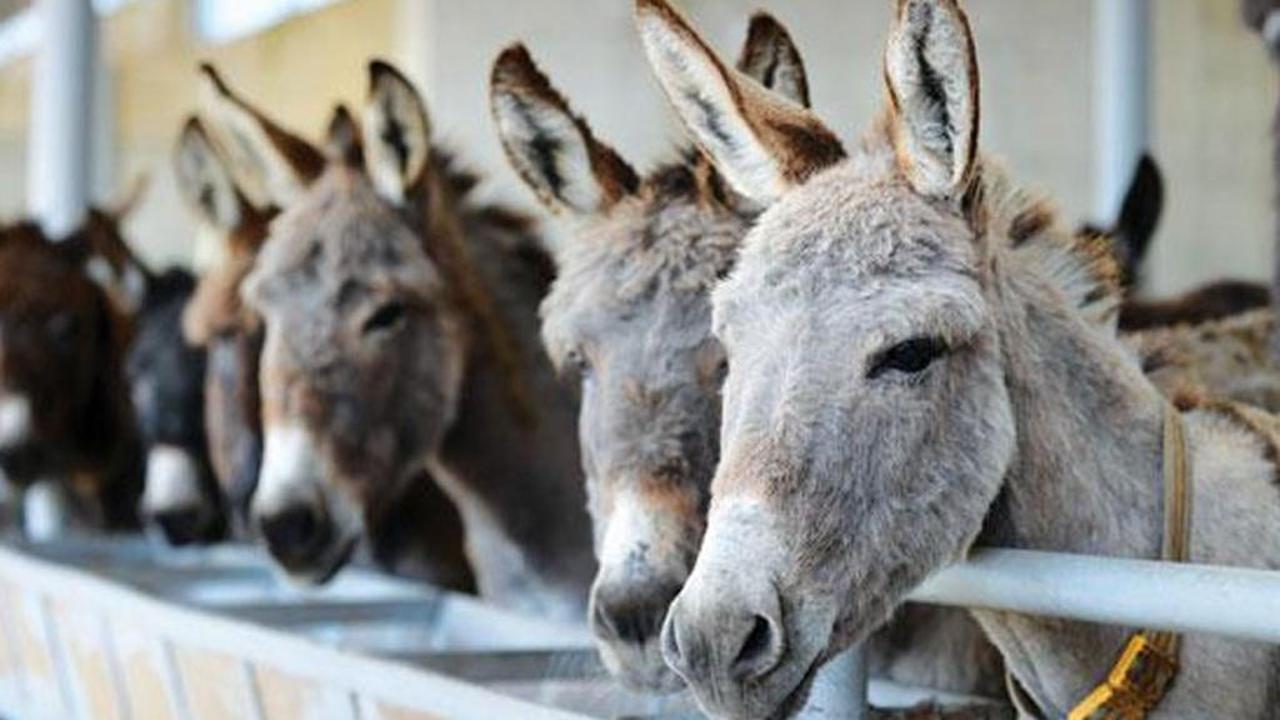 لهذه الأسباب.. الصين تسعى لشراء كل حمير العالم