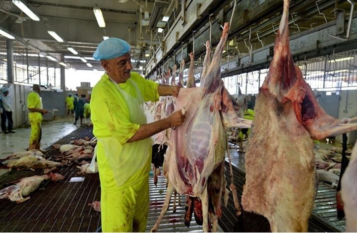 ضيوف الرحمن ينحرون 1.1 مليون رأس من الأنعام