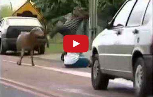 فيديو|خاروف يهاجم المارة ويطاردهم بالشوارع