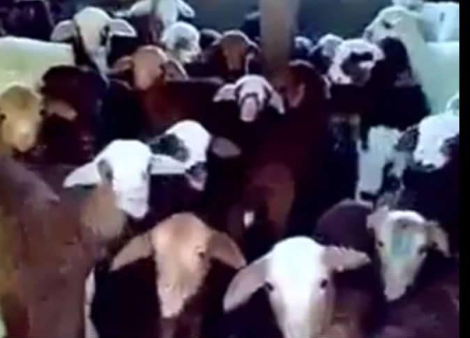 فيديو| كورال موسيقي للماعز مع مدربهم