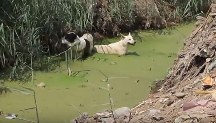 بالفيديو.. كثرة الحيوانات النافقة في مصرف إطسا تهدد الزراعة بالفيوم