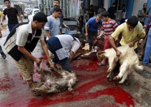 التحقيق في استخدام مدرسة ببني سويف لذبح الأضاحي