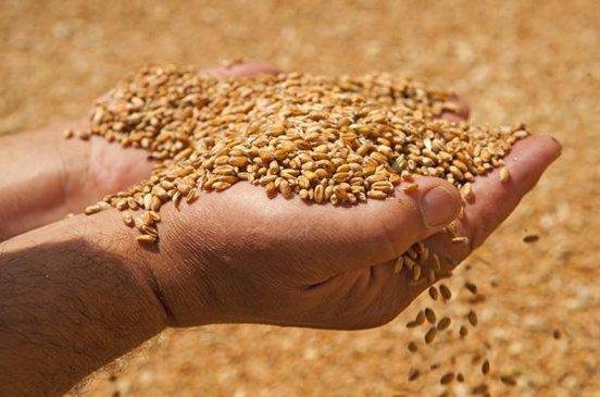 خلاف بين “الزراعة” و”التموين” حول  شراء القمح الموسم المقبل