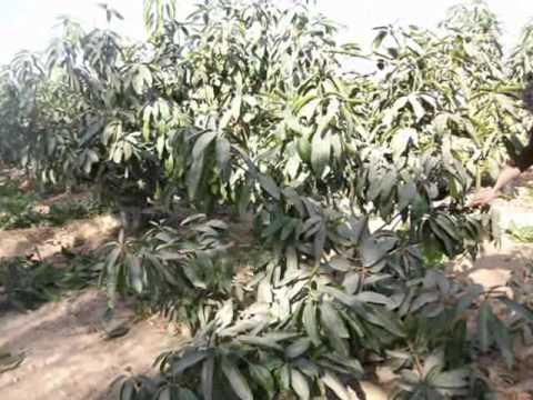 مافيا الأراضي تذبح أشجار مانجو الإسماعيلية بتواطؤ الوحدة المحلية