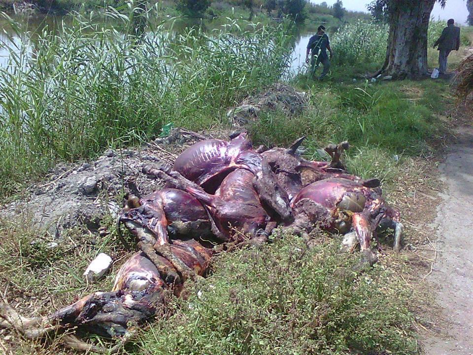 العثور علي 500 حمار مسلوخ في كفرالشيخ