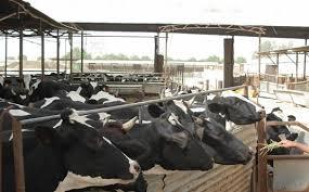 مصر توقف استيراد الأبقار الحية من فرنسا