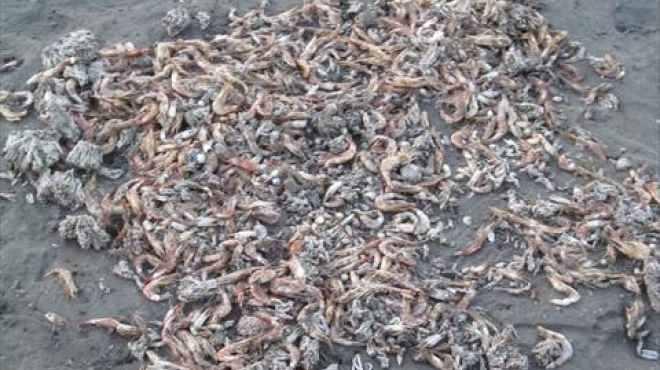 سخط صيادي دمياط لنفوق الجمبري