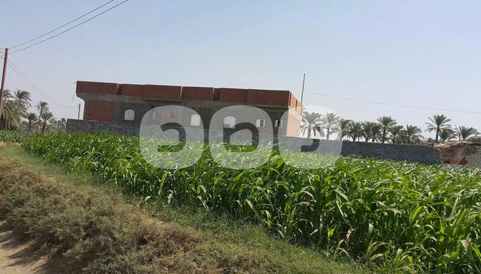 الرقعة الزراعية في حالة انهيار بمدن محافظة أسيوط