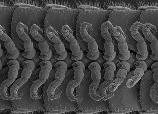 بالصور.. اكتشاف دودة تمتلك 414 ساقًا و 4 أعضاء ذكرية