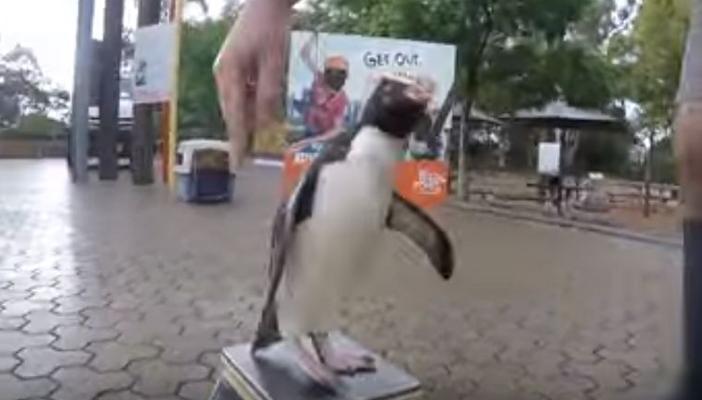 بالفيديو.. بطريق يغرّد فرحا بوجبته من الأسماك