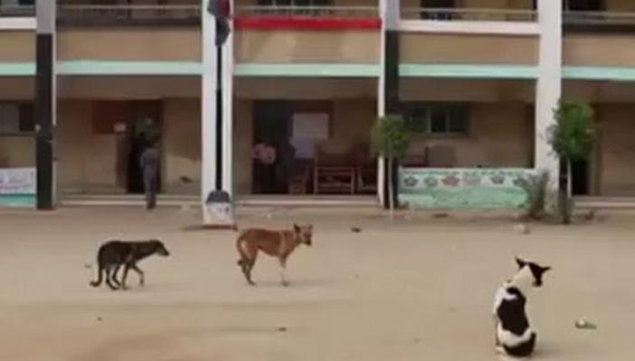 بالفيديو.. “الجزيرة”: حضر الكلاب وغاب الناخبون في جولة الإعادة