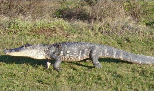 ظهور تمساح بحوض محطة صرف يثير الذعر في بني سويف