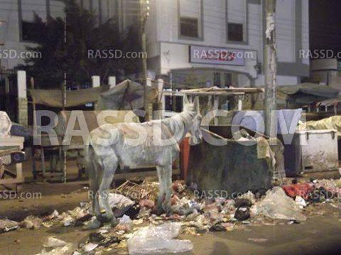 استياء بين المواطنون وأصحاب المحلات لانتشار القمامة بالمطرية