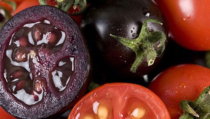 دراسة علمية: طماطم معالجة قد تسهم في شفاء عديد من الأمراض