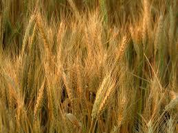 بعد “عودة” مصر تعود للصفر وتستورد القمح بملايين الدولارت