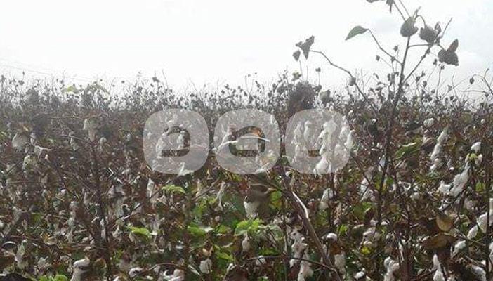 الأمطار والحكومة يتسببان في تلف محصول القطن بالبحيرة