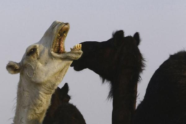 دراسة: الإبل “المستودع الرئيسي” لفيروس كورونا