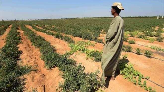 علام: زراعة “المليون فدان” بالمياه الجوفية يحتاج 60 سنة