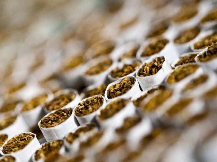 لتحقيق الاكتفاء الذاتي من “الكيف”..النظام  يتجه لزراعة التبغ في توشكى