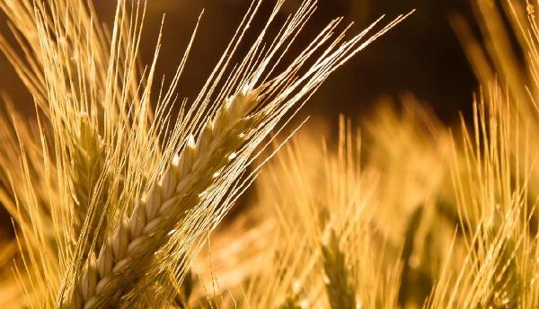 لأول مرة منذ 11 شهرًا..مصر قد تعاود شراء القمح الفرنسي