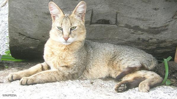 الشرطة الفرنسية تواصل البحث عن “سنور كبير”