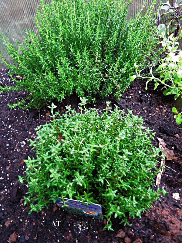 مستخلصات الروزماى والنعناع يساعدان فى مكافحة الالزهايمر