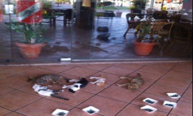 الأهلي يقاضي شركة تسميم القطط