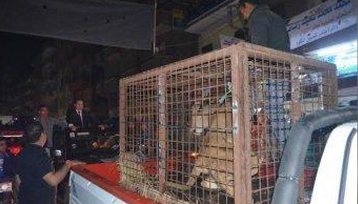 مرشح بالمنوفية يتجول بـ”أسد” كنوع من الدعاية الانتخابية